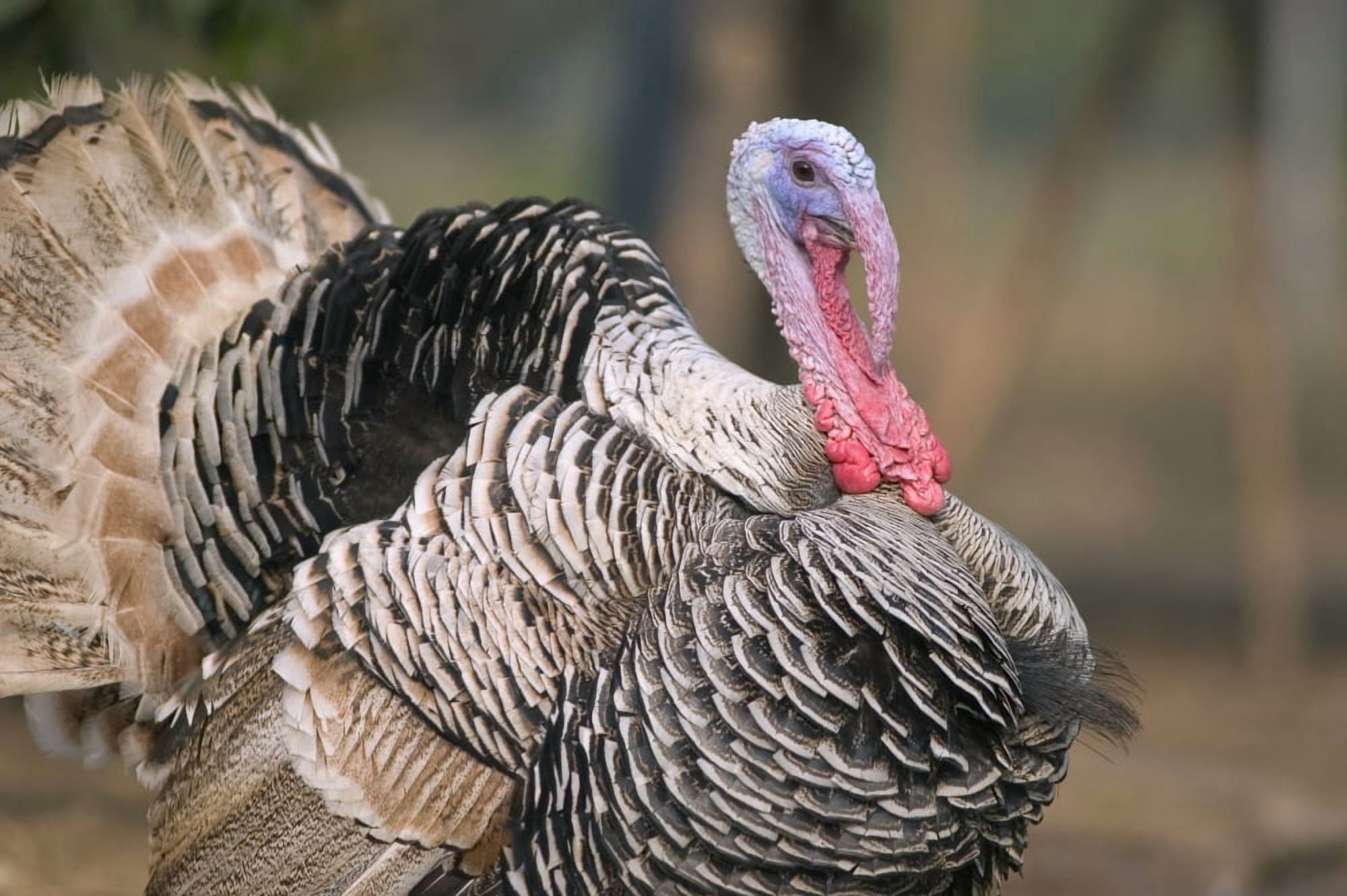 Thailand Nong Bua Lumphu Male Turkey With Plumage On Farm Canvas Art - Bill Brennan Design Pics (34 x 22)