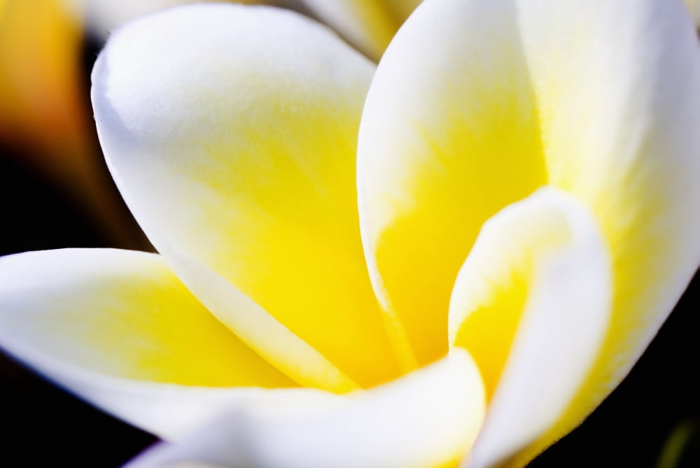 Thailand Phuket Kata Noi Close Up Of Plumeria Flower Canvas Art - Bill Brennan Design Pics (34 x 22)