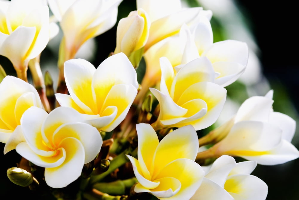 Thailand Phuket Kata Noi Cluster Of Young Plumeria Flowers Canvas Art - Bill Brennan Design Pics (17 x 11)