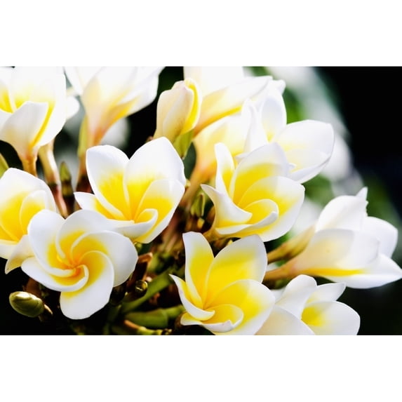 Thailand Phuket Kata Noi Cluster Of Young Plumeria Flowers Poster Print