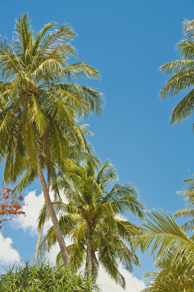 Thailand Phuket Vibrant palm trees and clear blue sky Canvas Art - Bill Brennan Design Pics (24 x 36)