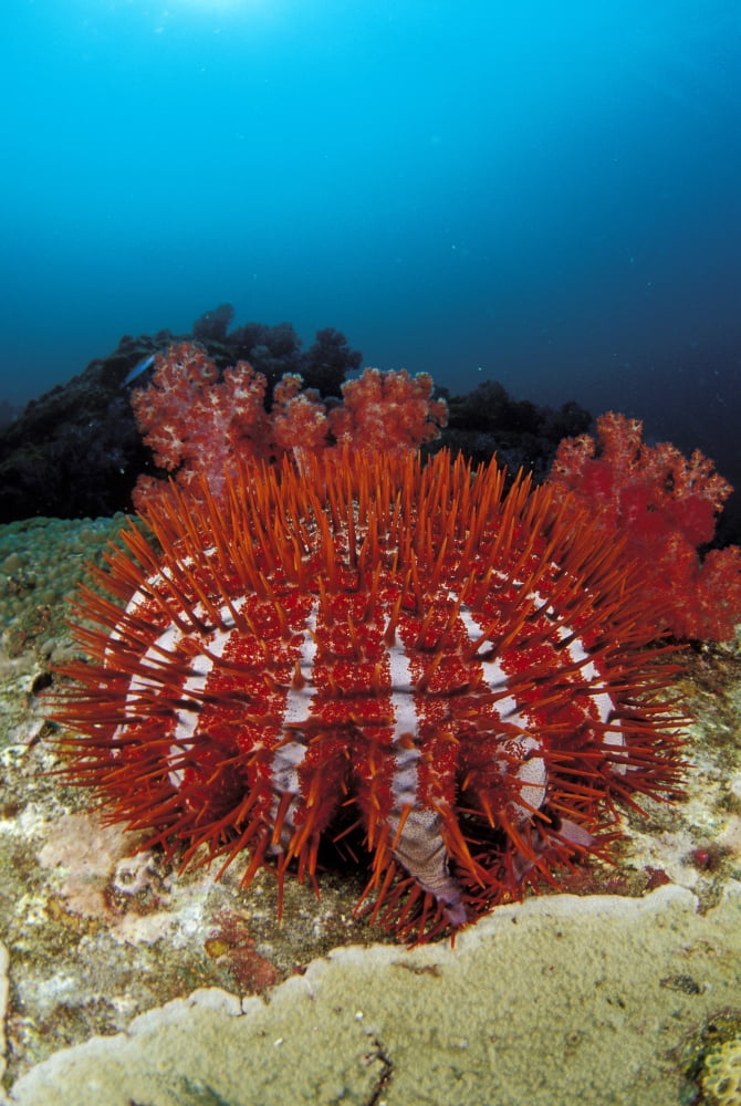 Thailand Reef Scene With Crown-Of-Thorns Starfish (Acanthaster Planci) Canvas Art - Dave Fleetham Design Pics (11 x 17)
