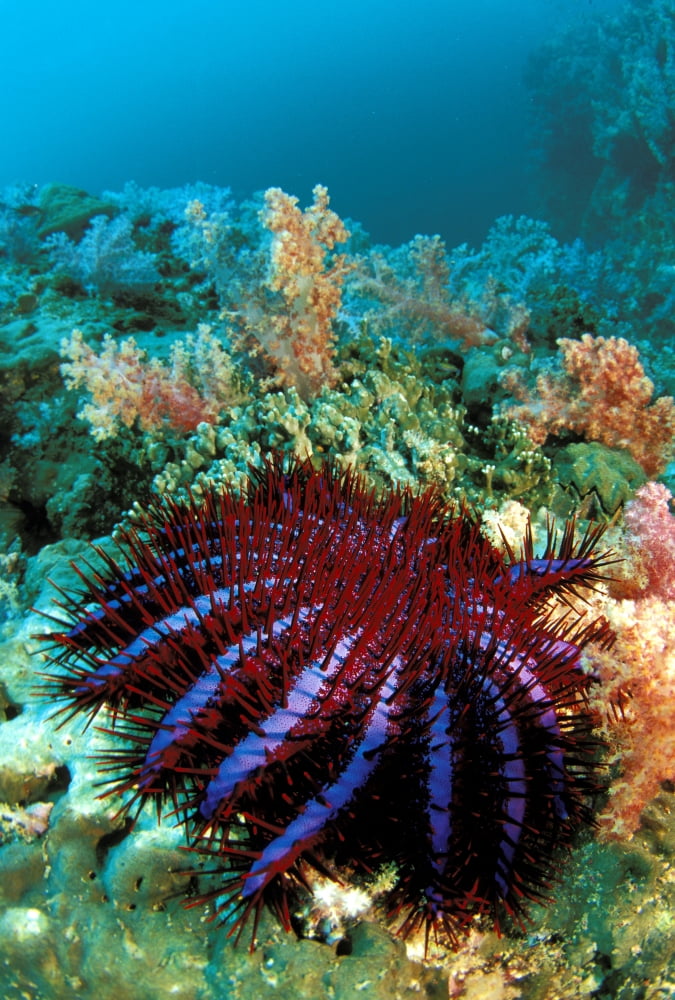 Thailand Reef Scene With Crown-Of-Thorns Starfish (Acanthaster Planci) Canvas Art - Dave Fleetham Design Pics (22 x 34)