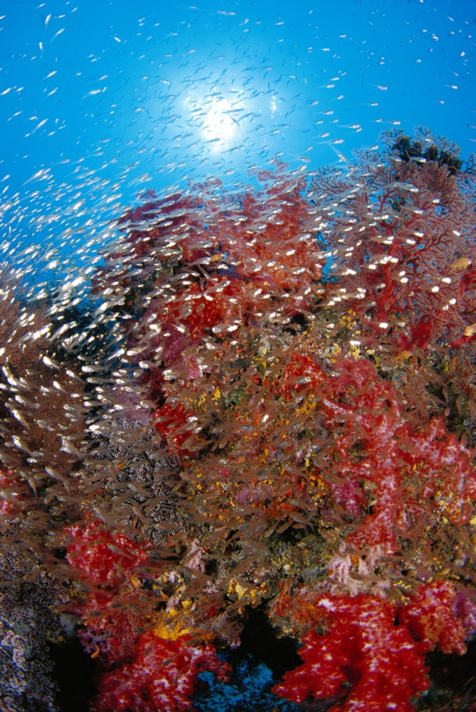 Thailand School Cardinalfish And Alcyonarian Coral Sunburst Background (Rhabdamia Cypselura) Dendronephthya Sp Canvas Art - Dave Fleetham Design Pics (24 x 38)