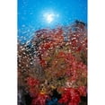 thumbnail image 1 of Thailand School Cardinalfish And Alcyonarian Coral Sunburst Background Dendronephthya Sp?, 1 of 3