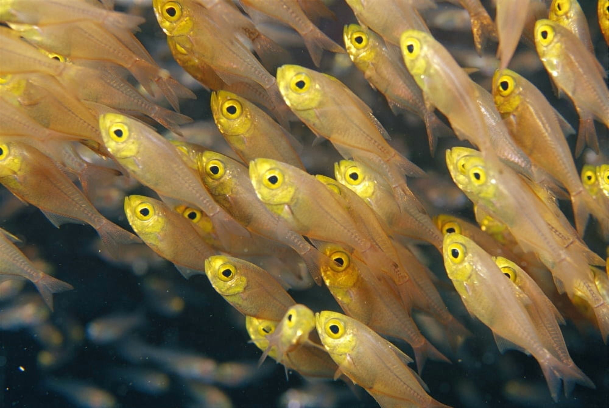Thailand Schooling Pygmy Sweepers (Parapriacanthus Ransonneti) Canvas Art - Dave Fleetham Design Pics (19 x 12)