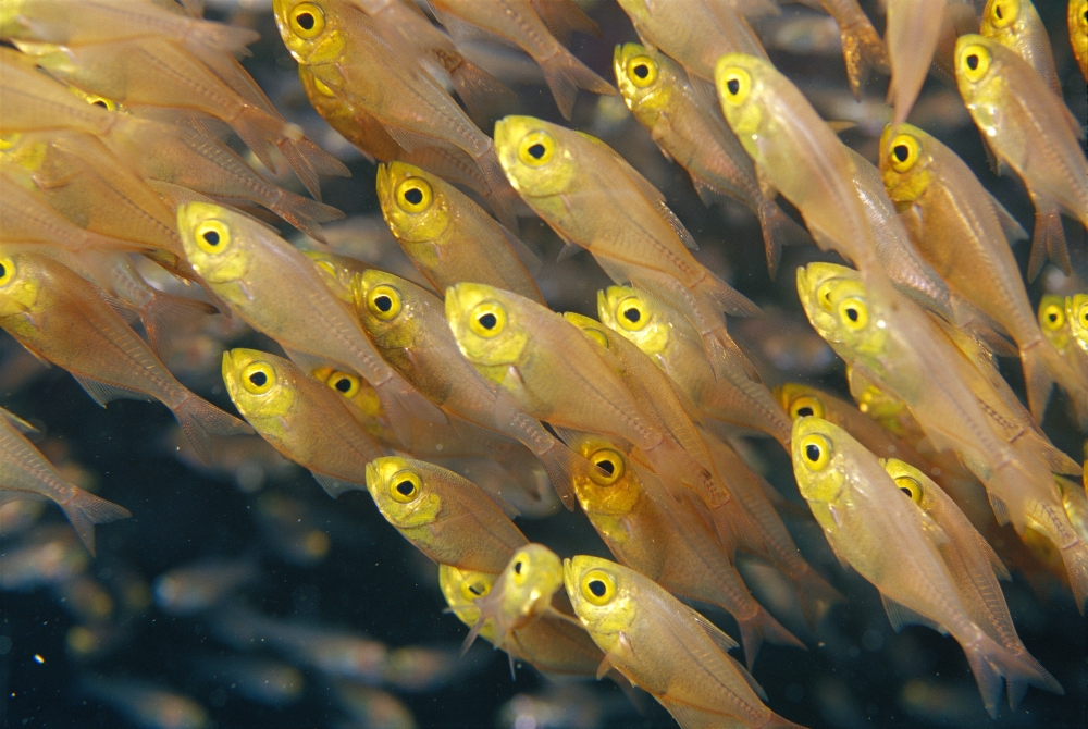 Thailand Schooling Pygmy Sweepers (Parapriacanthus Ransonneti) Canvas Art - Dave Fleetham Design Pics (38 x 24)