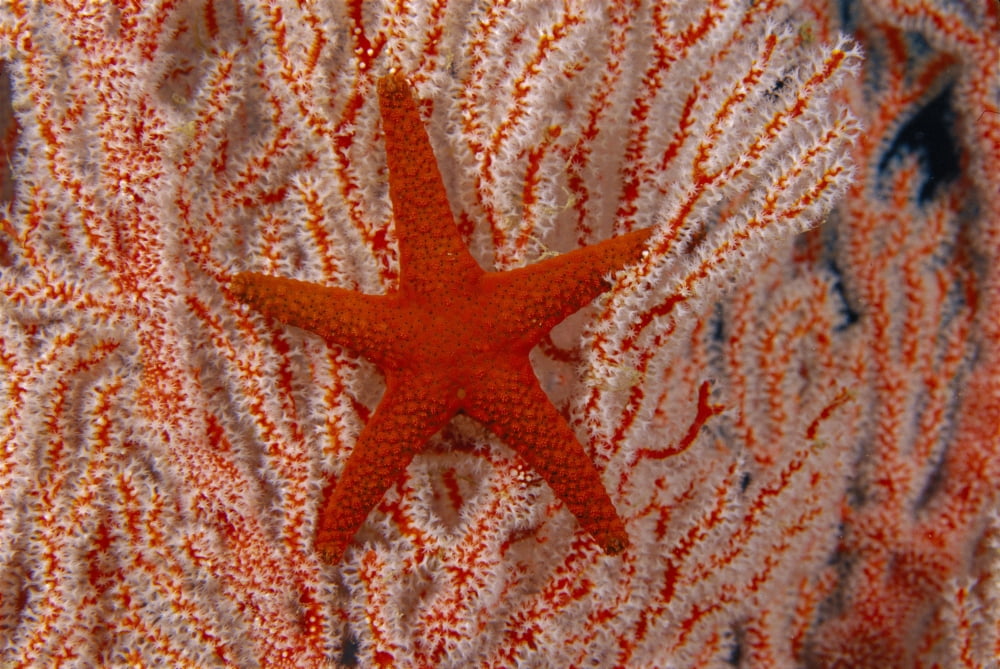 Thailand Sea Star Aka Starfish (Fromia Indica) Gorgonian Coral Red And White Canvas Art - Dave Fleetham Design Pics (19 x 12)