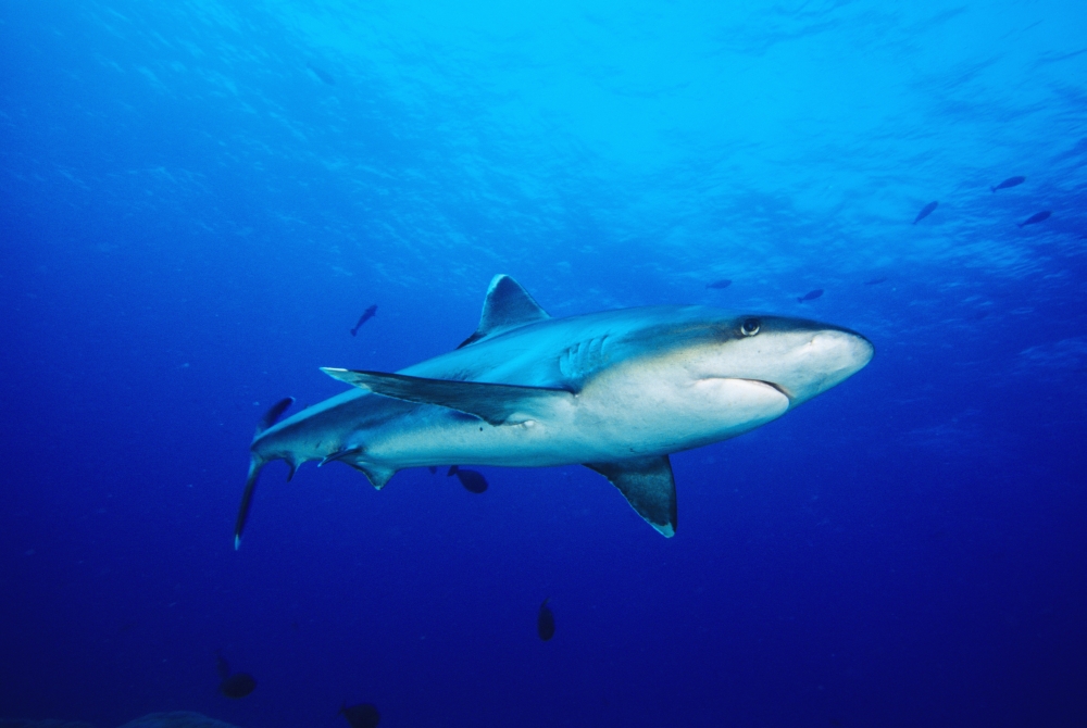 Thailand Silvertip Shark (Carcharhinus Albimarginatus) In Clear Blue Water Canvas Art - Dave Fleetham Design Pics (34 x 22)