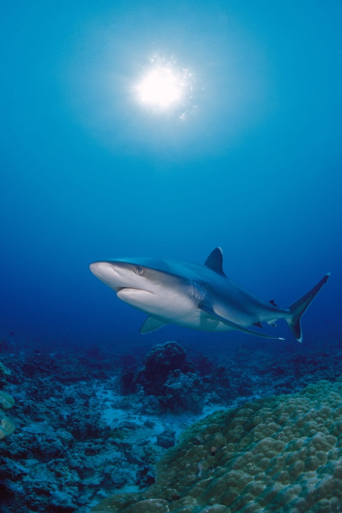 Thailand Silvertip Shark Over Reef Sunburst (Carcharhinus Albimarginatus) Canvas Art - Dave Fleetham Design Pics (12 x 19)