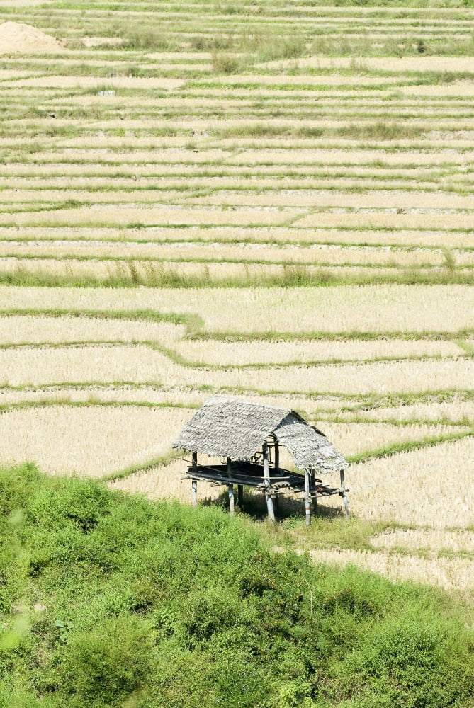 Thailand Thatched roof shelters in terraced rice paddies Mae Sariang Canvas Art - Bill Brennan Design Pics (11 x 17)