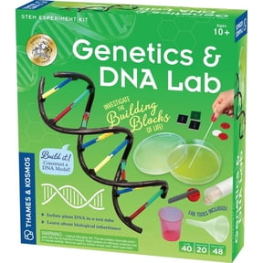 Genetics And Dna Lab