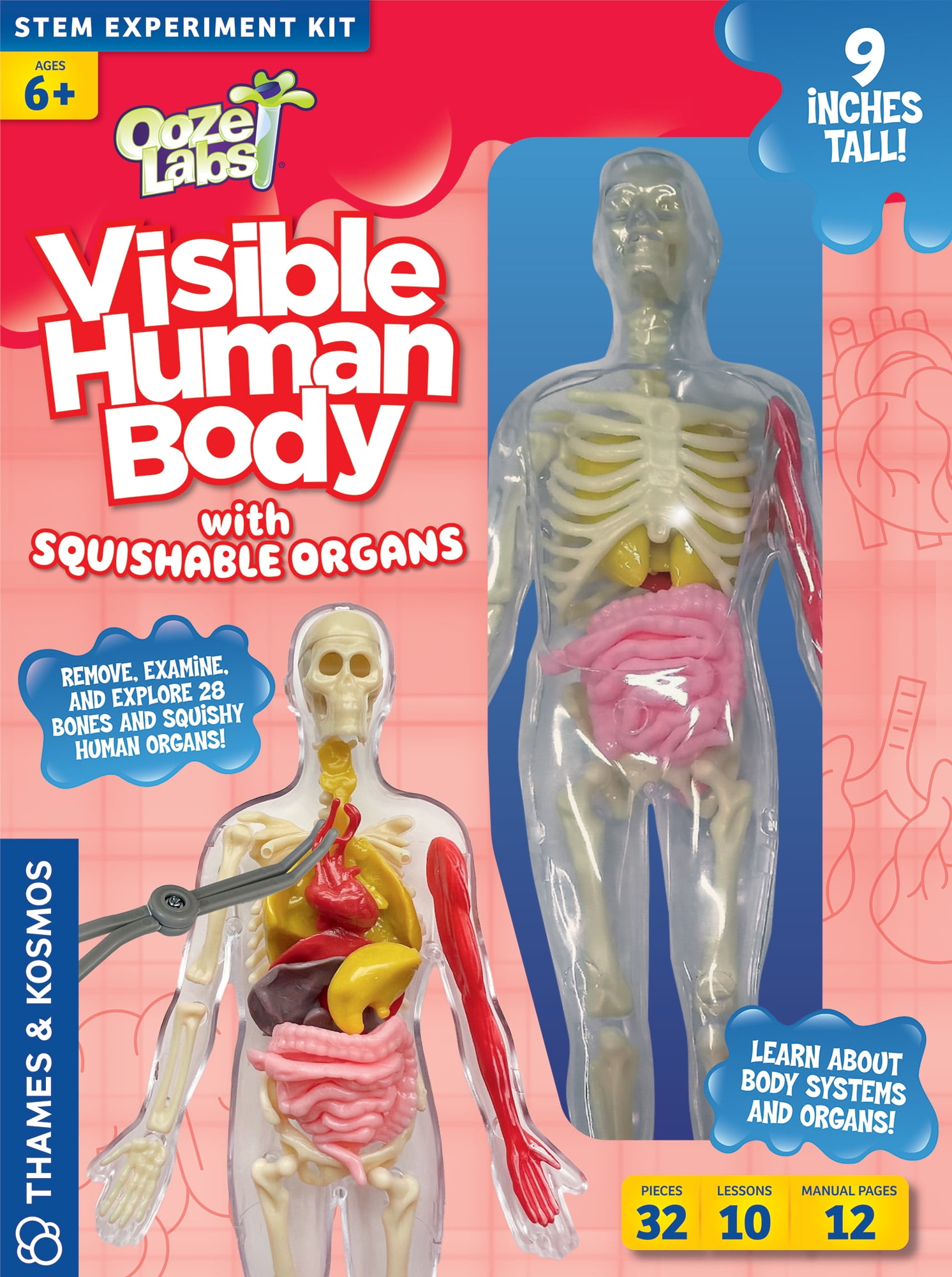Organic science on sale squishy human body
