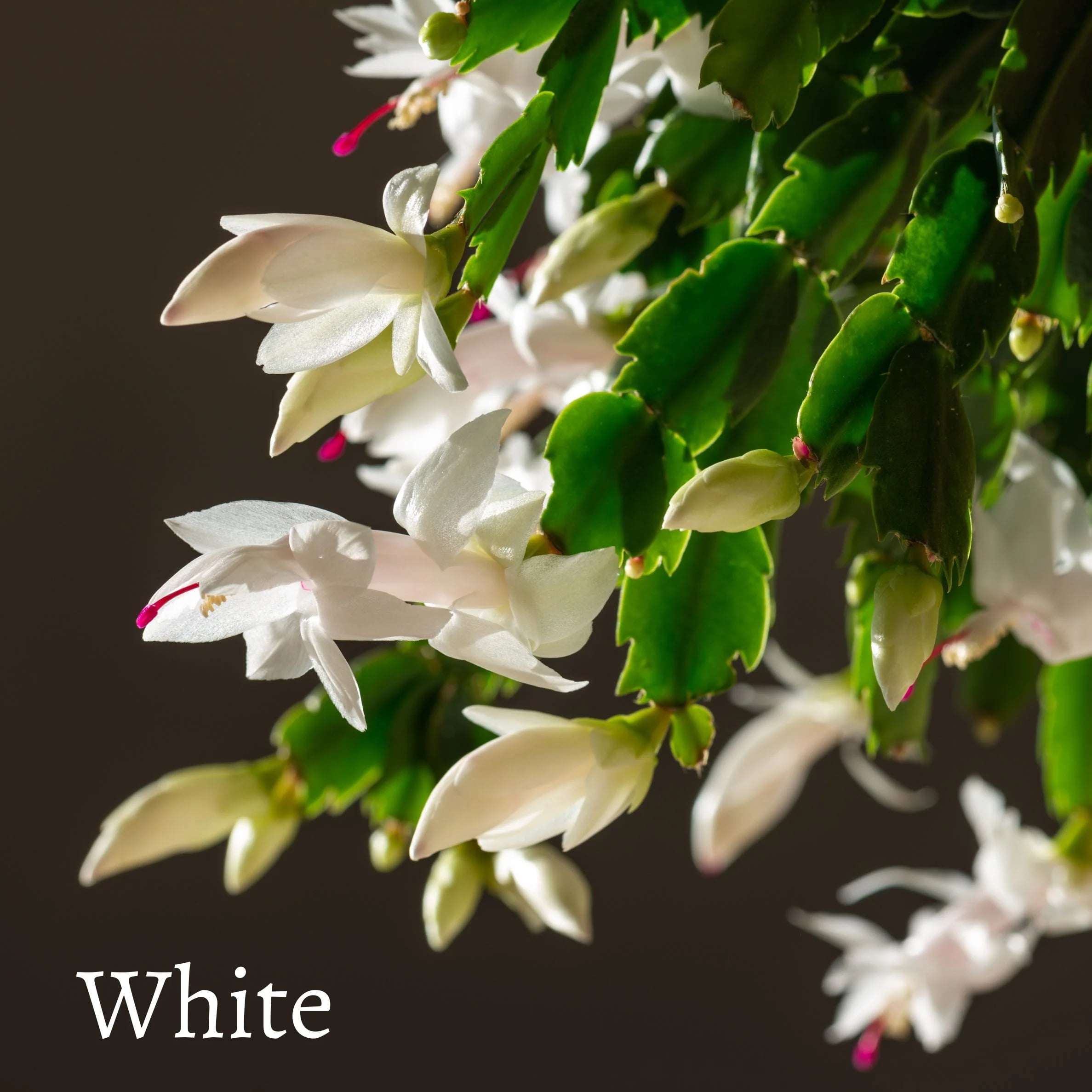 thanksgiving-cactus-christmas-cactus-walmart