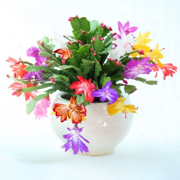 Thanksgiving Cactus Live Plant in 2" Pot, Holiday Christmas Cactus Plants Live, Winter Bloom, Indoor Planting, Ready to Blooms (Random Single Bloom)