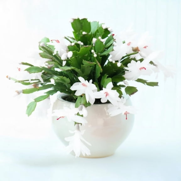 Thanksgiving Cactus Live Plant in 2" Pot, Holiday Christmas Cactus Plants Live, Winter Bloom, Indoor Planting, Ready to Blooms (White)