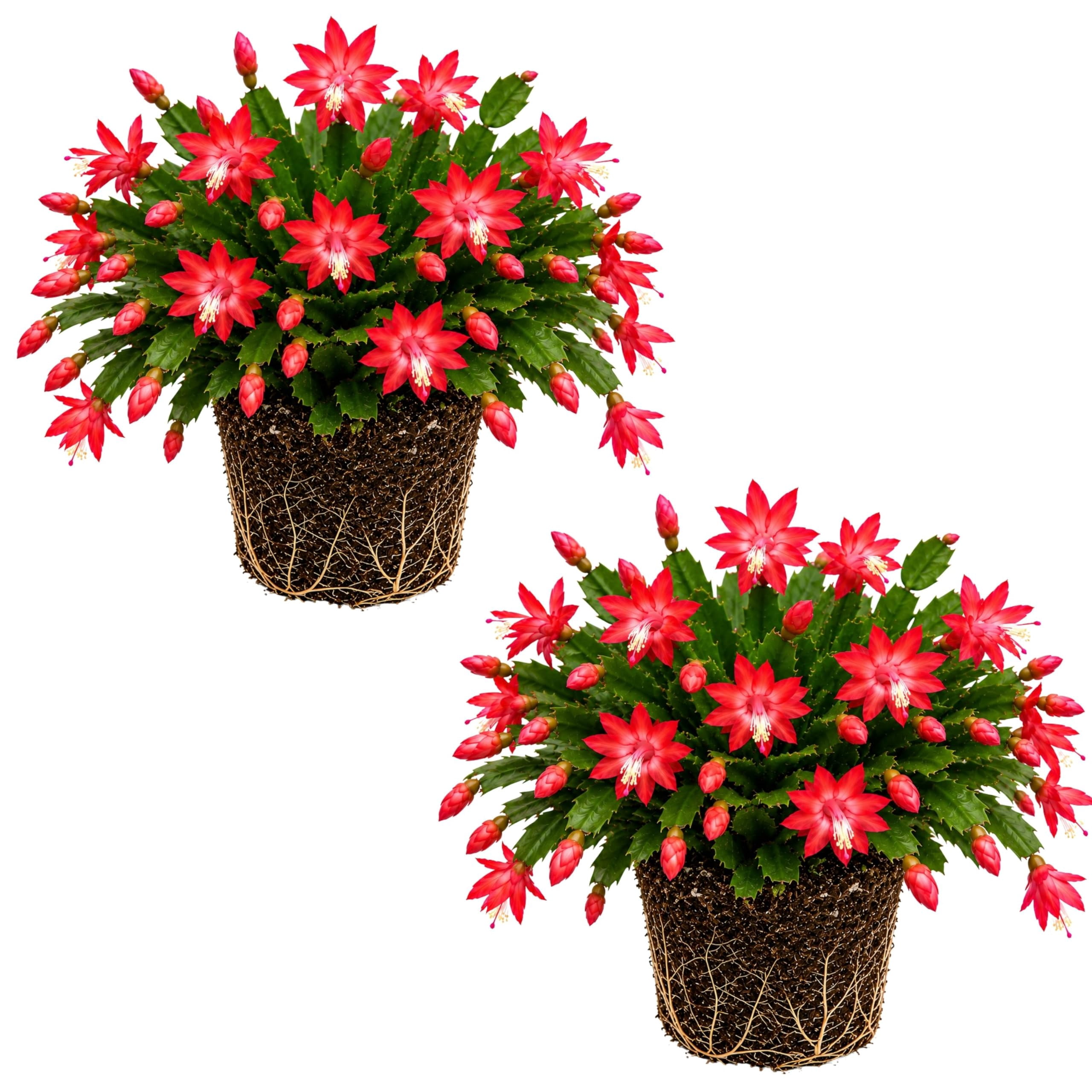 Thanksgiving Cactus - Red Starter Plants, Set of 2, Bright Indirect ...