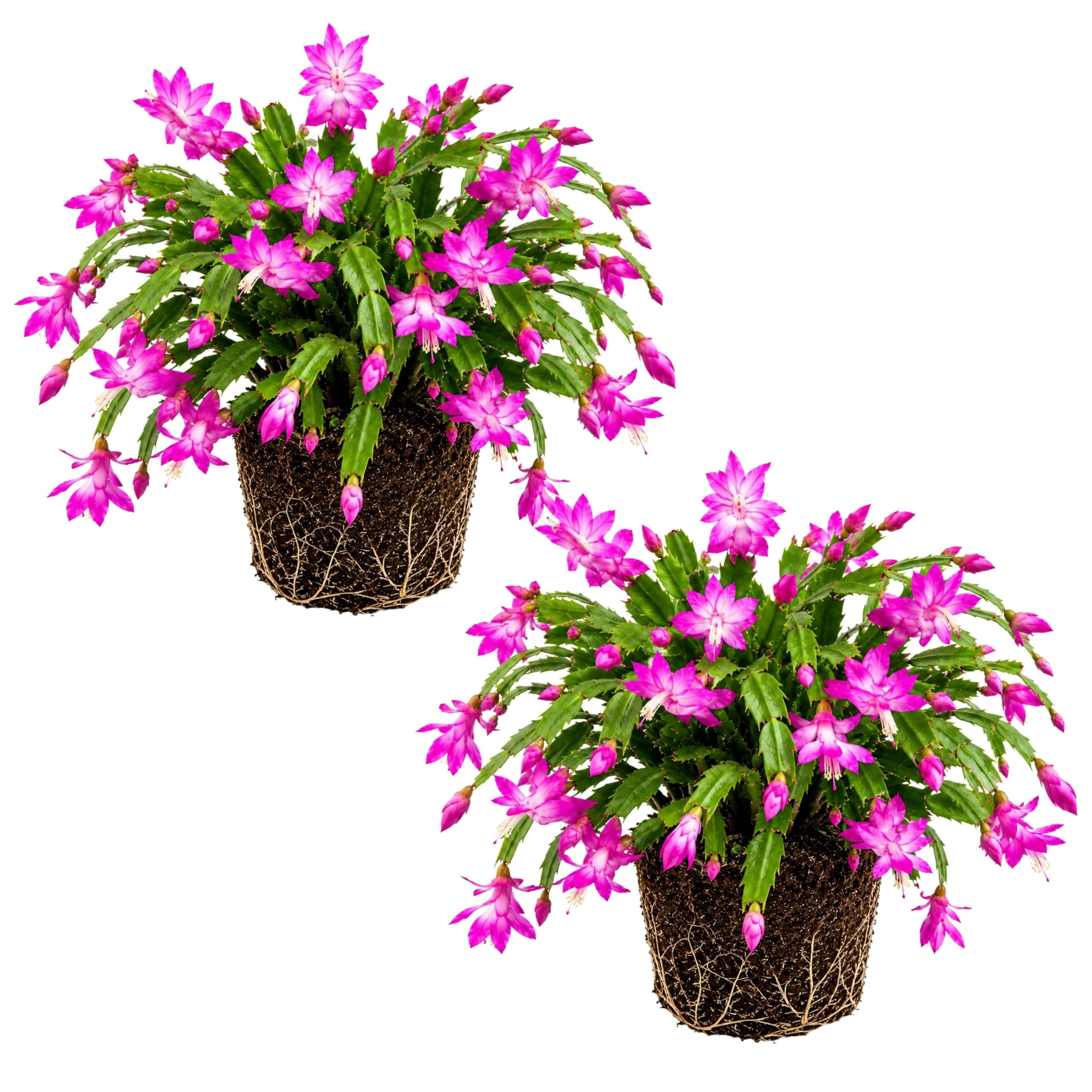 Thanksgiving Cactus Starter Plants - Set of 2 Pink Live Plants in ...
