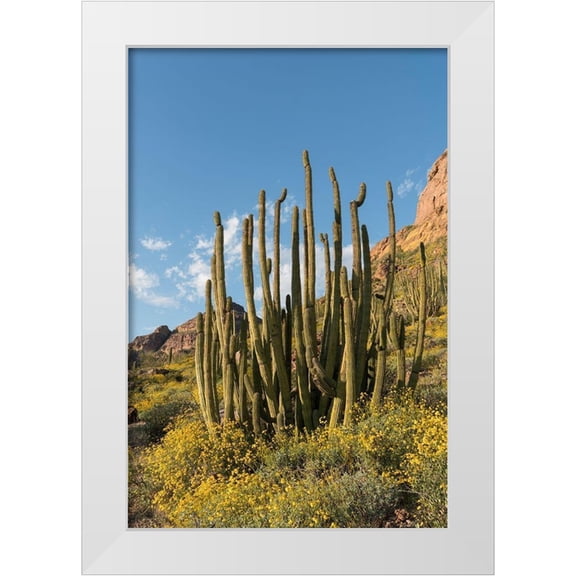 Tharp, Brenda 11x14 White Modern Wood Framed Museum Art Print Titled - Arizona A landscape of Organ pipe cactus and blooming Brittlebush in Organ Pipe National Monument