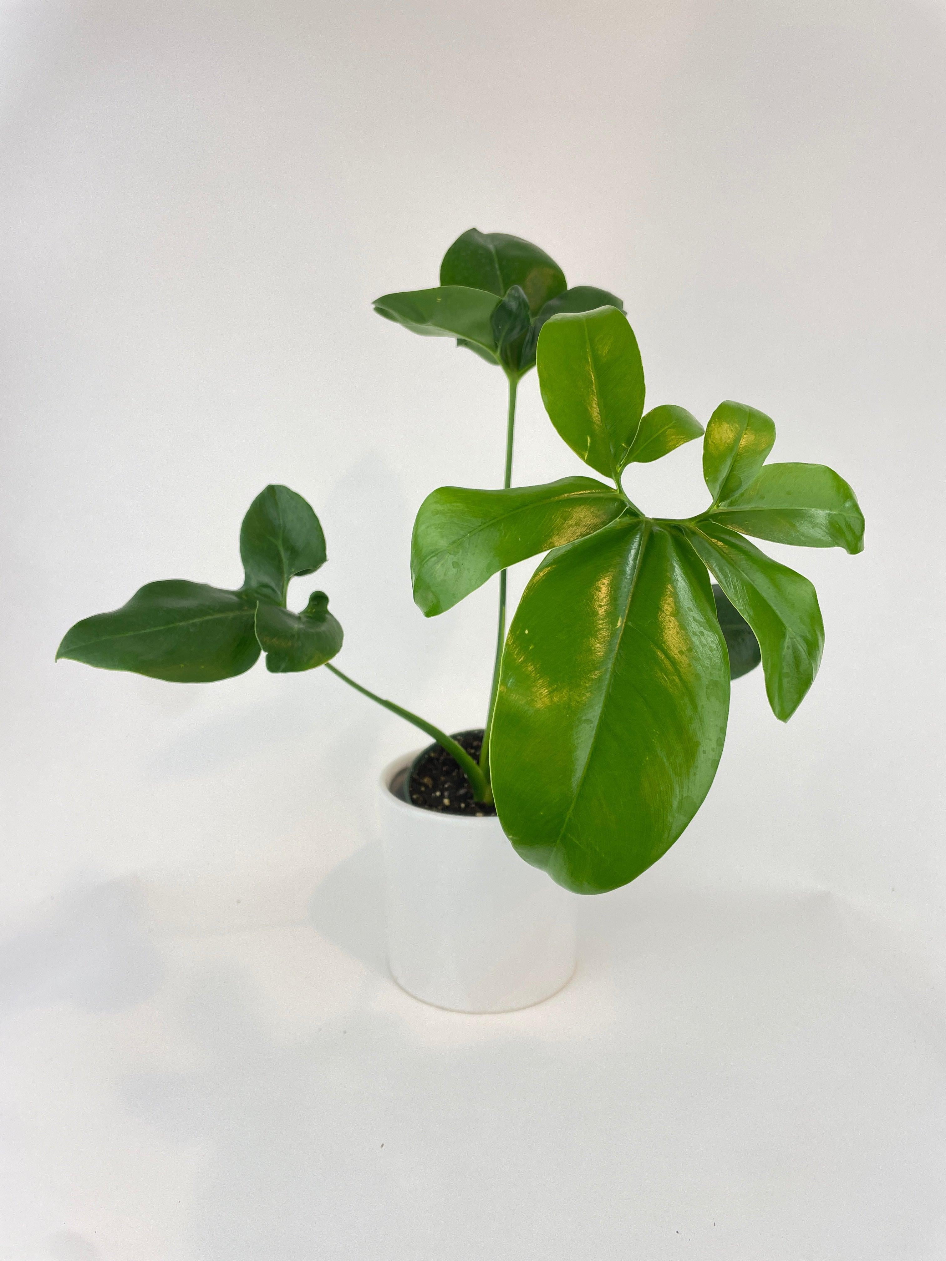 Bumble Plants Thaumatophyllum Spruceanum (Philodendron Goeldii) - Full Live Colorful Houseplant in Nursery Pot, Easy Care, Indoor Plant for Beginners