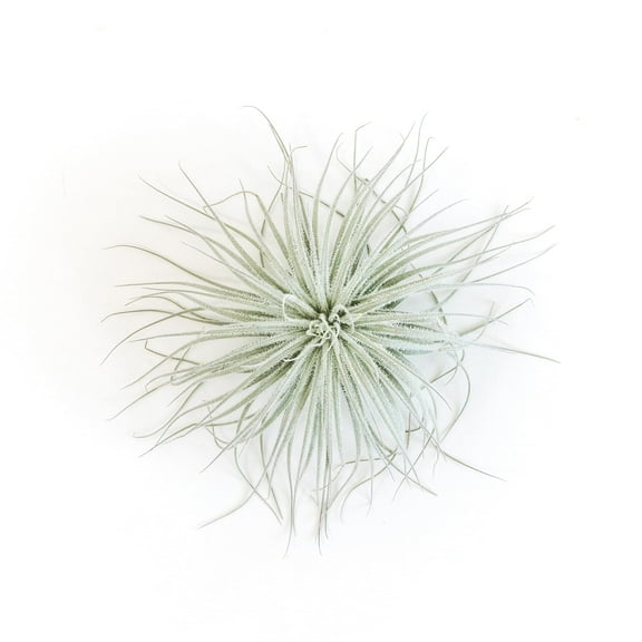 The Air Plant Shop Jumbo Tillandsia Tectorum Ecuador Live Air Plants