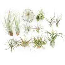 The Air Plant Shop 4-12" Tillandsia Live Plants (10 Count)
