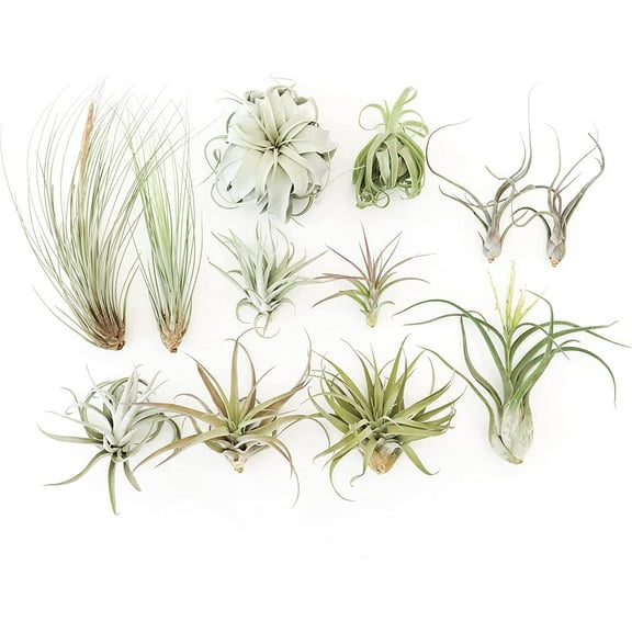 The Air Plant Shop 4-12" Tillandsia Live Plants (10 Count)