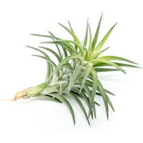 The Air Plant Shop 4" Tillandsia Neglecta Air Live Plants