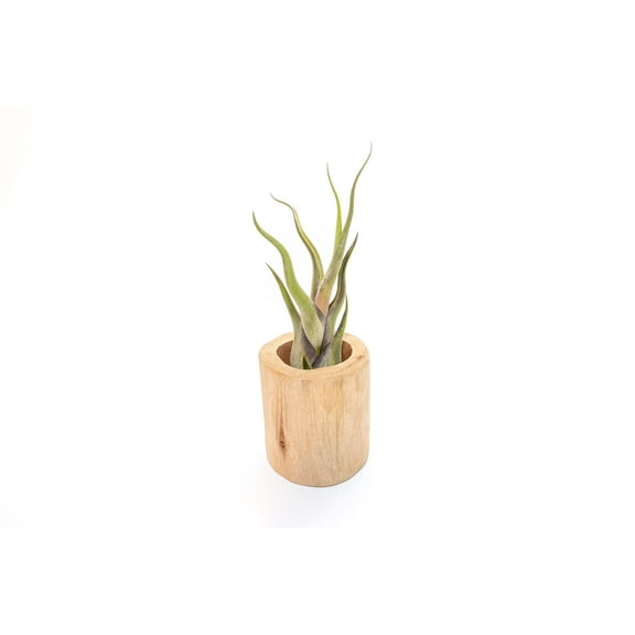 The Air Plant Shop 4" Tillandsia in Driftwood (2 Count)