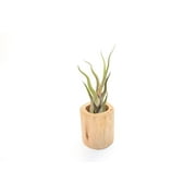 The Air Plant Shop 4 Tillandsia in Driftwood 2 Count