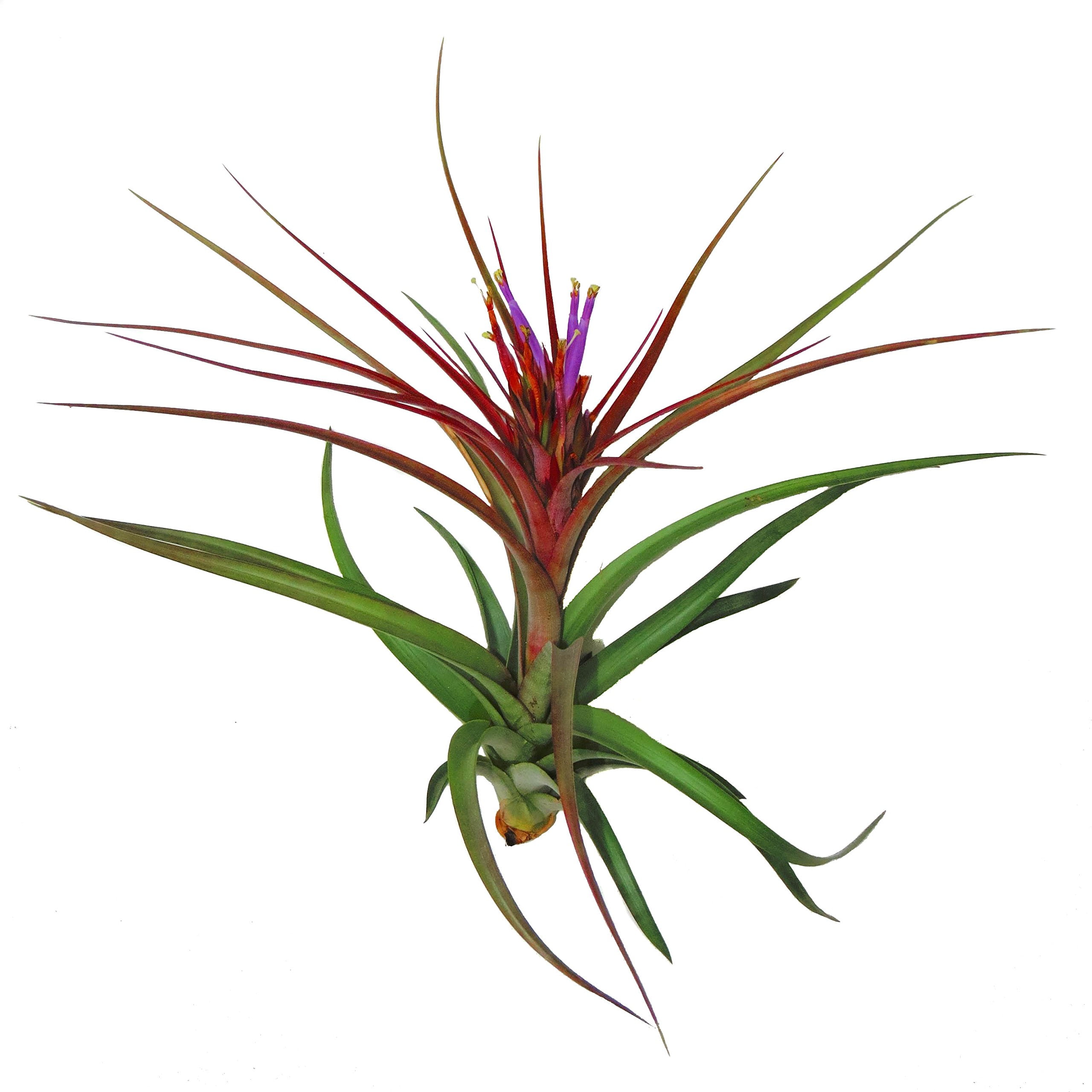 where can i buy fresh aloe vera plant Aloe, Bright Direct Sunlight, Indoor Live House Plants, Dcor Pot, Size: Small, Green