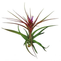 The Air Plant Shop 5-7" Big Sparkler Air Live Plants