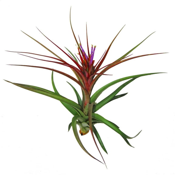 The Air Plant Shop 5-7" Big Sparkler Air Live Plants