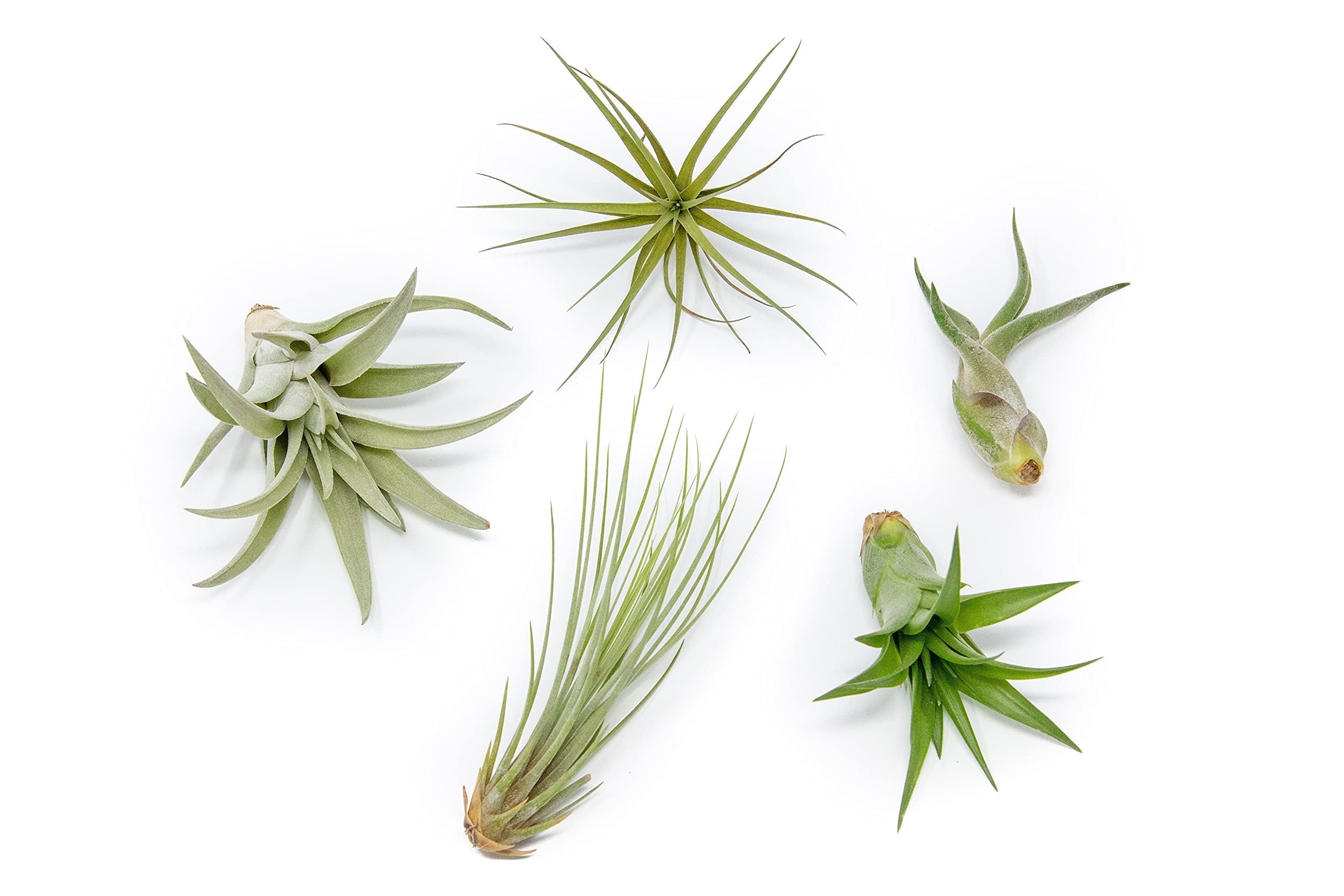 dracaena indivisa Dracaena / Cordyline indivisa: Star Plant for Summer Containers main image 0