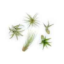 The Air Plant Shop 5" Classic Air Live Plant (5 Count), Easy Care