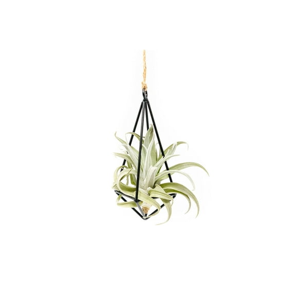 The Air Plant Shop Black Metal Pendant Hanging Planter