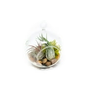 The Air Plant Shop Globe Terrarium Kit with 2 Assorted Air Plants 2 Count