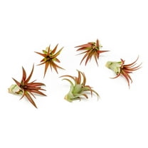 The Air Plant Shop Medium Red Abdita Tillandsia Live Plant (5 Count), Easy Care