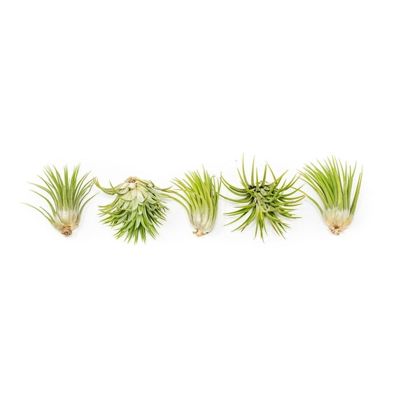 The Air Plant Shop Red Ionantha Rubra Air Live Plants in 5" Ceramic Pots (5 Count), Easy Care