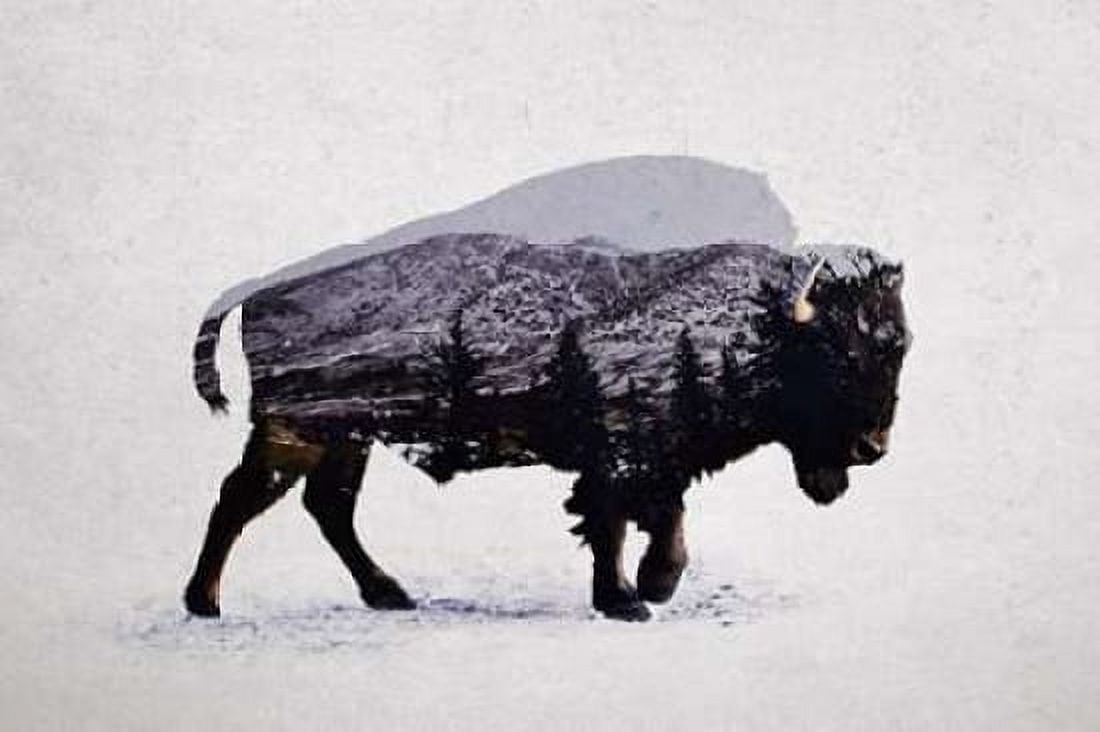 The American Bison Canvas Art - Davies Babies (12 x 18)
