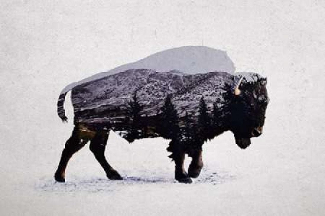 The American Bison Canvas Art - Davies Babies (24 x 36)