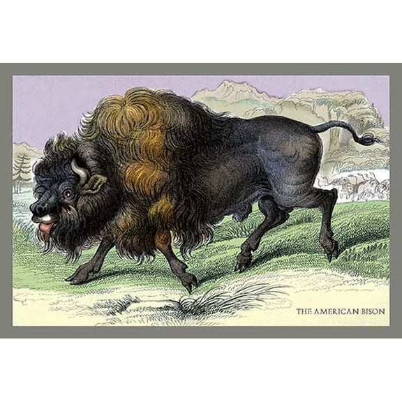 The American Bison Fine art canvas print (20" x 30")