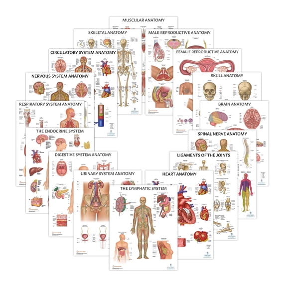 The Anatomy Lab Human Anatomy Laminated Poster Set