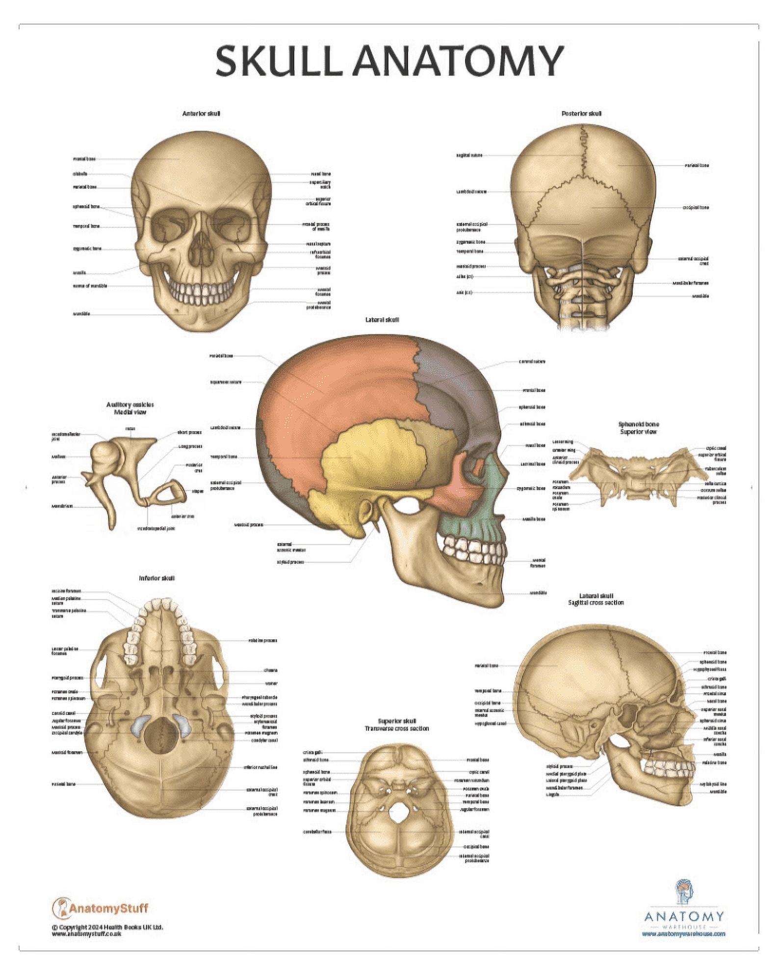 Detailed Human Skull Anatomy Laminated Educational Poster