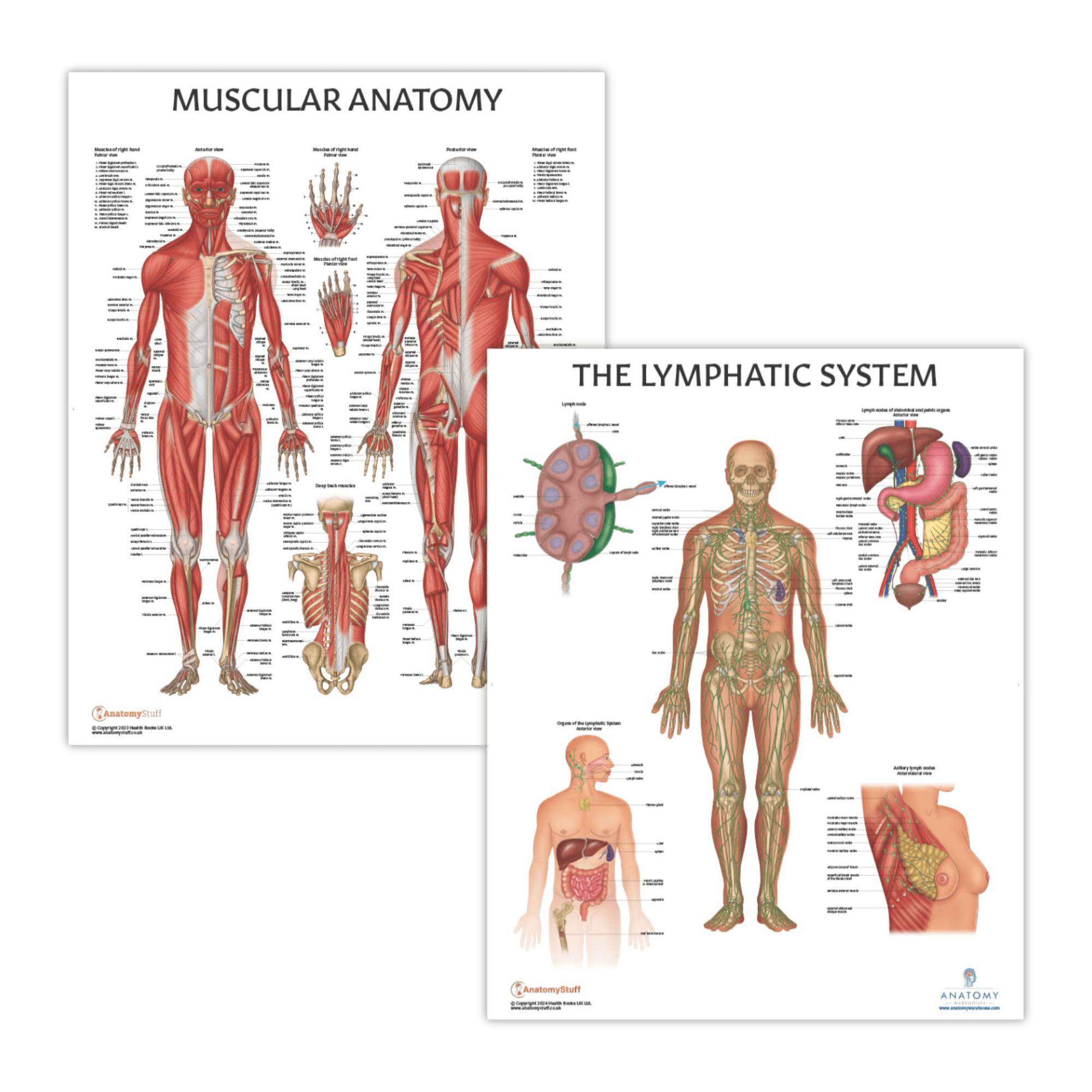 The Anatomy Lab Muscular System and Lymphatic System Laminated Poster ...