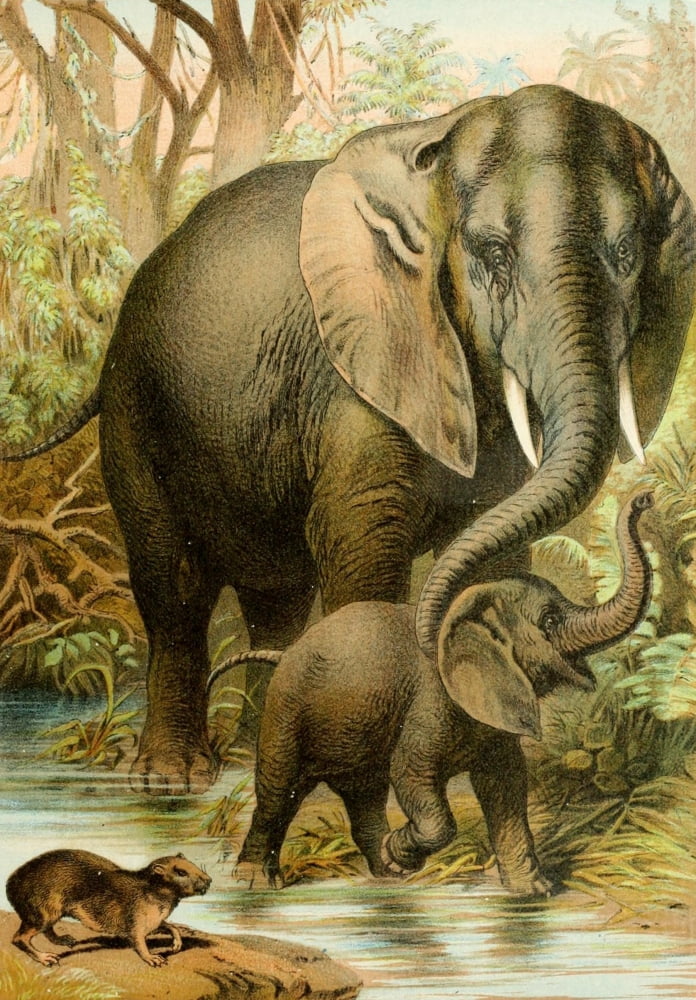The Animal Kingdom 1897 African Elephants & Hyrax Canvas Art - Unknown (24 x 36)