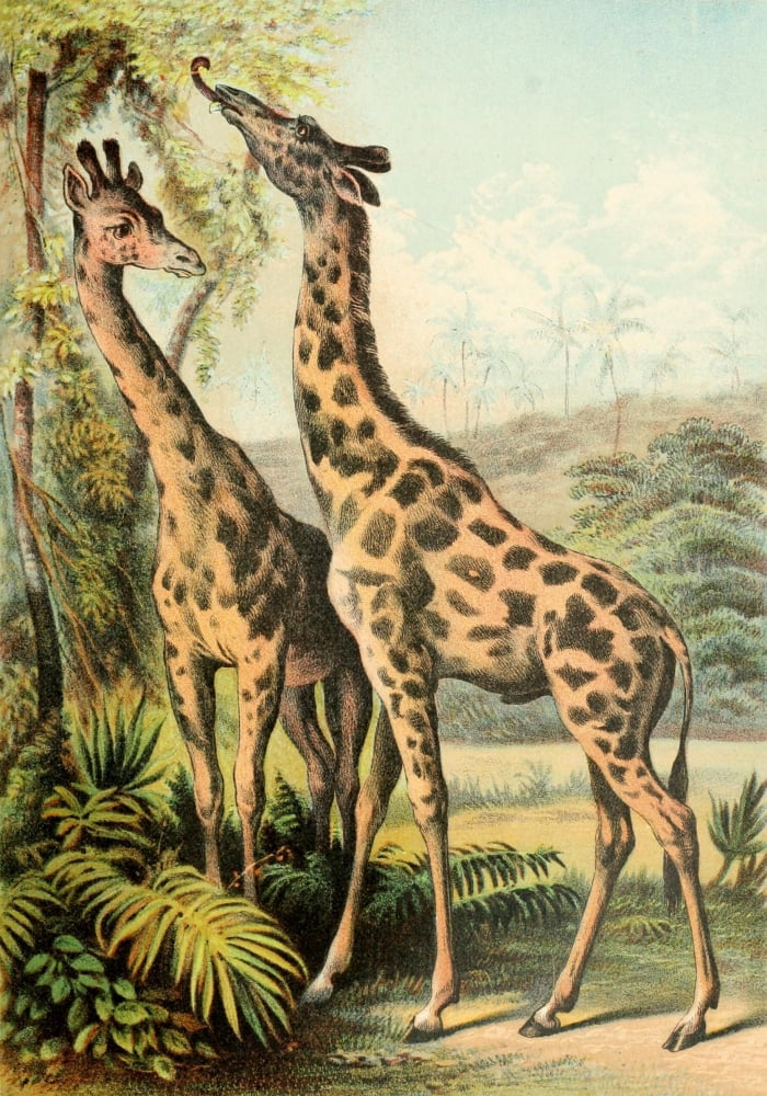 The Animal Kingdom 1897 Giraffes Canvas Art - Unknown (18 x 24)