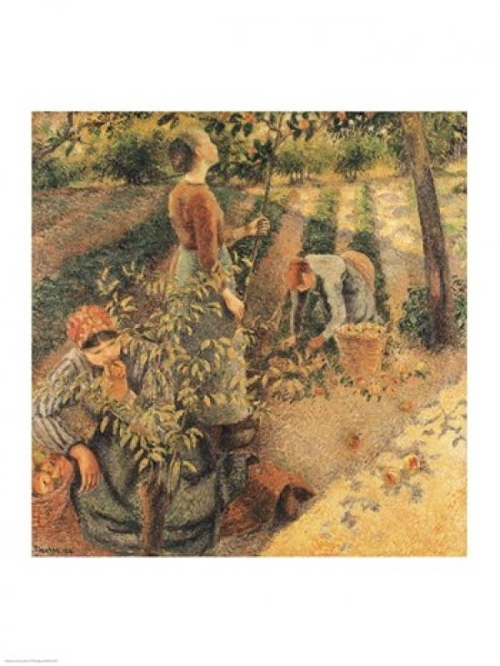 The Apple Pickers 1886 Canvas Art - Camille Pissarro (24 x 36)