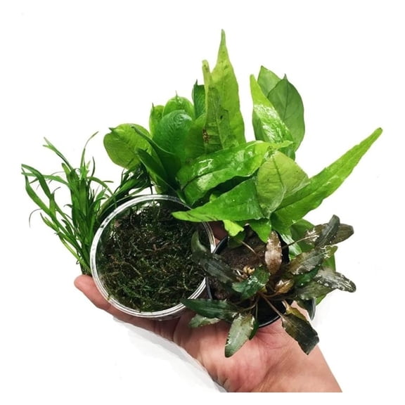 | The Aquarium Plants Package Decoration Micro Sword Anubias Sword Java Fern Moss Crypt Value Pack