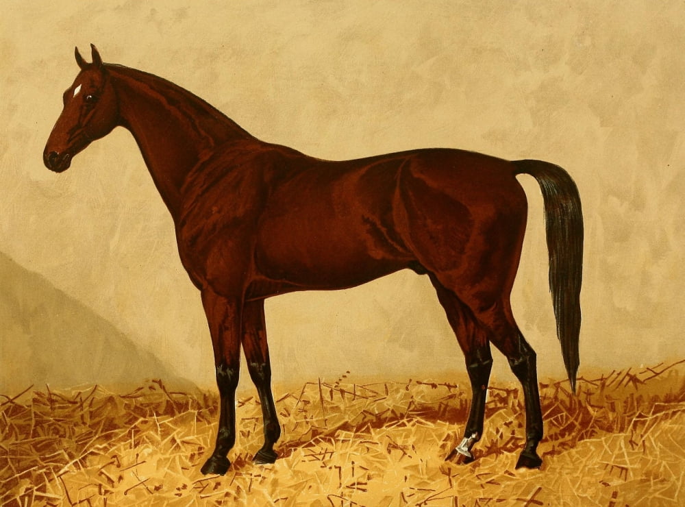 The Arabian Horse 1894 Euclid Canvas Art - James Clark (18 x 24)